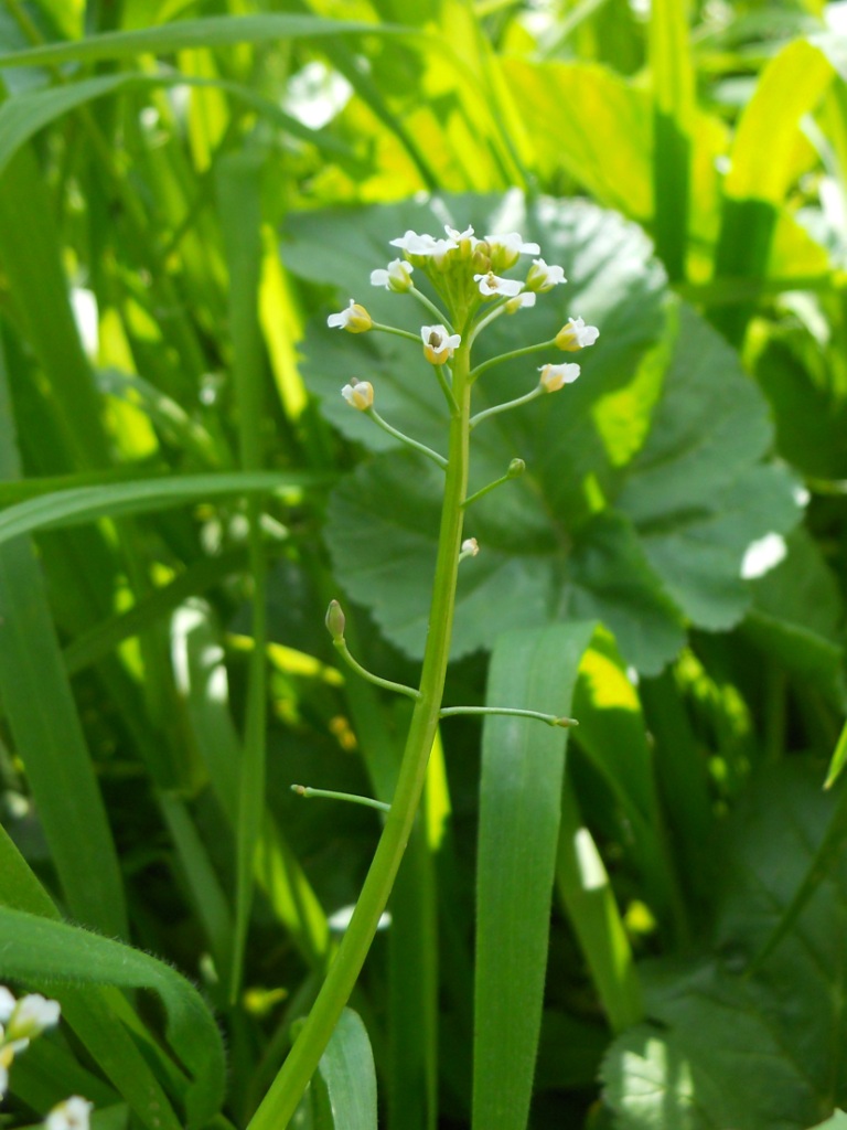 Calepina irregularis